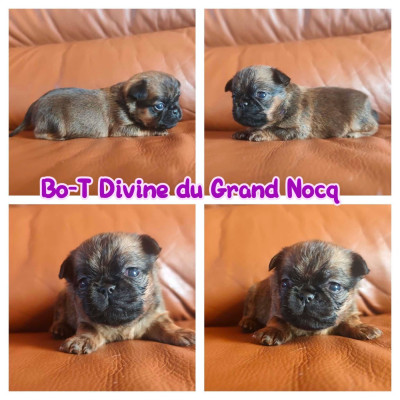 Les chiots de Petit Brabançon