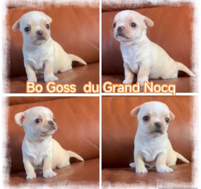 Les chiots de Chihuahua