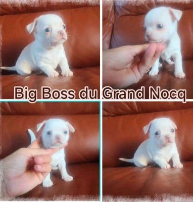 Les chiots de Chihuahua