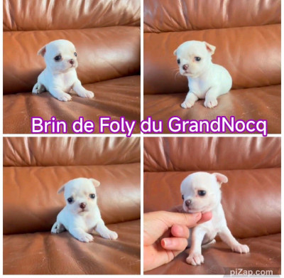Les chiots de Chihuahua