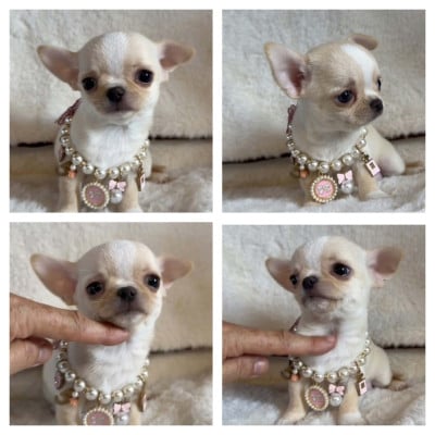 Chihuahua