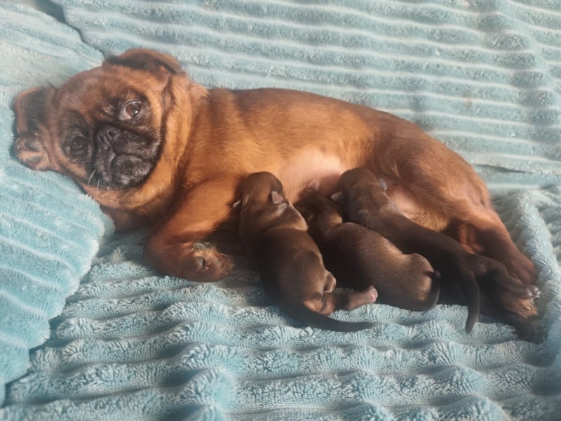 Petit Brabançon - Du Grand Nocq