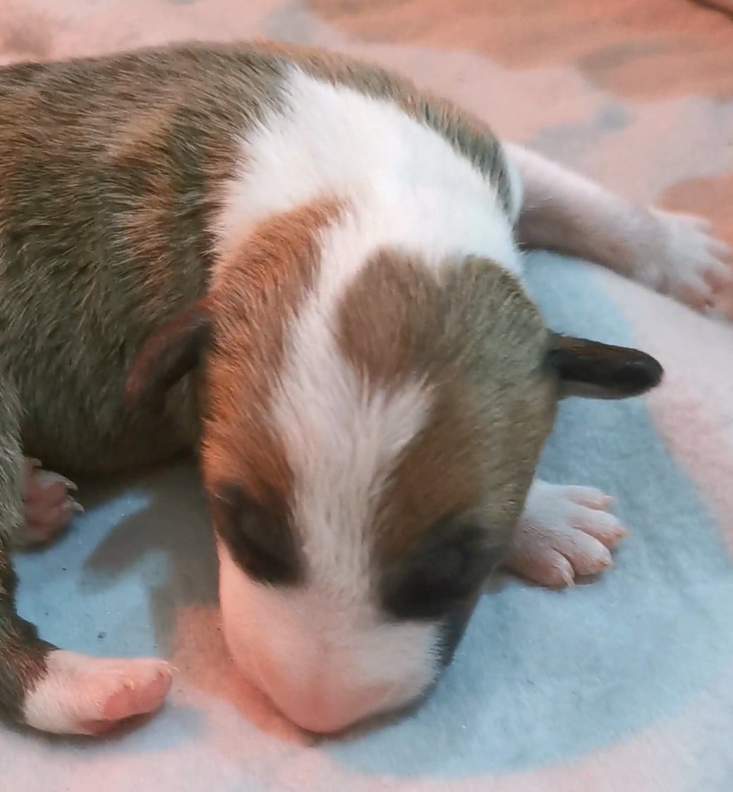 Chiot N°4