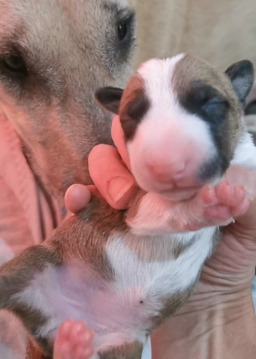 Chiot N°4