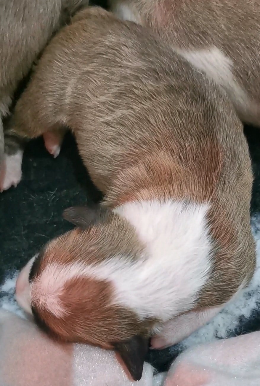 Chiot N°4