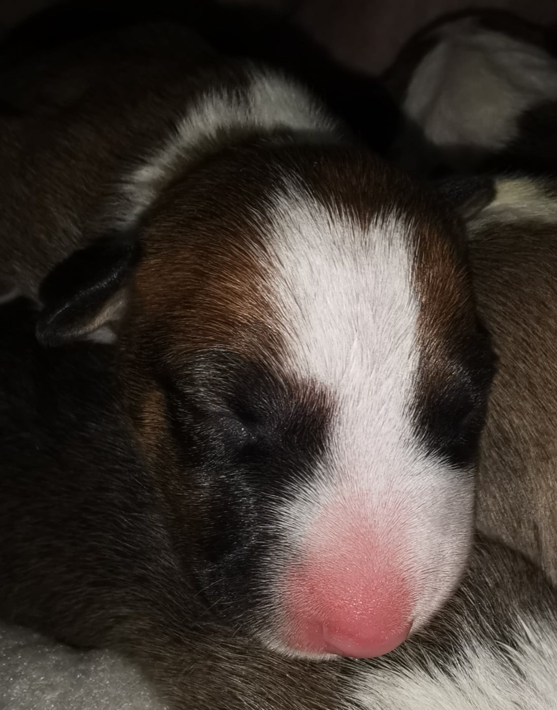 Chiot N°6