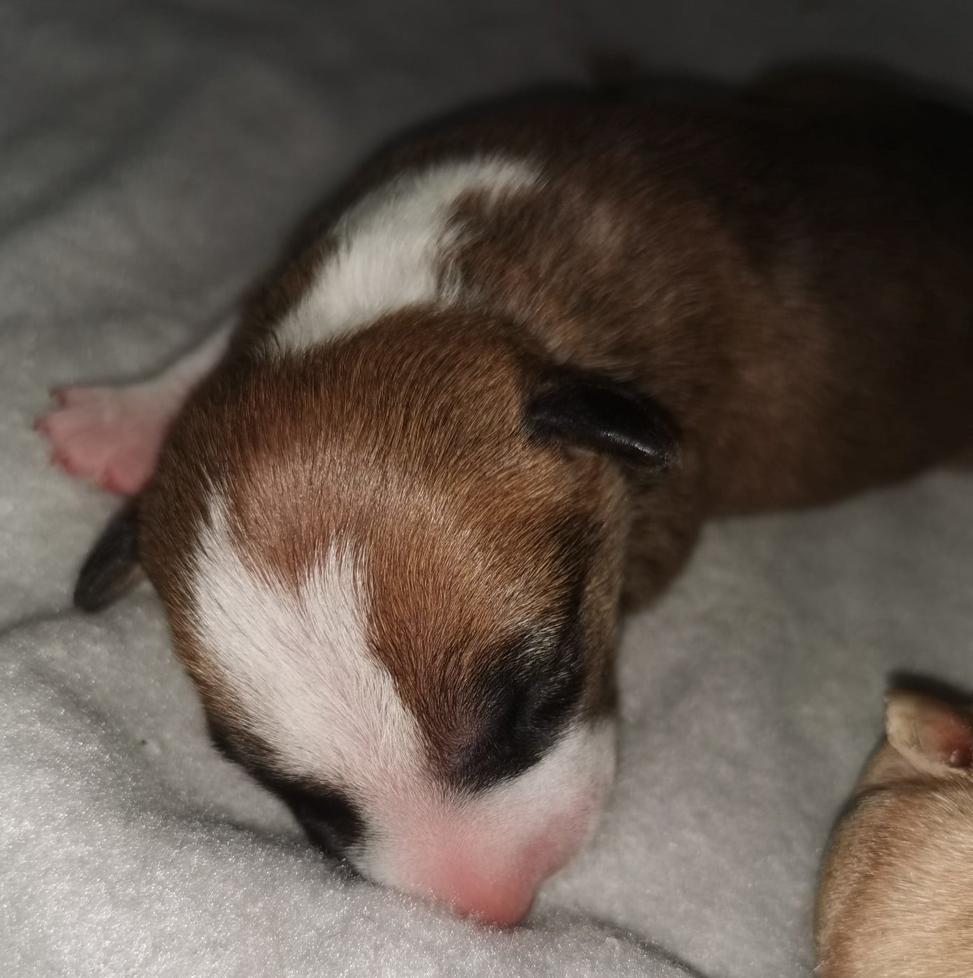 Chiot N°6