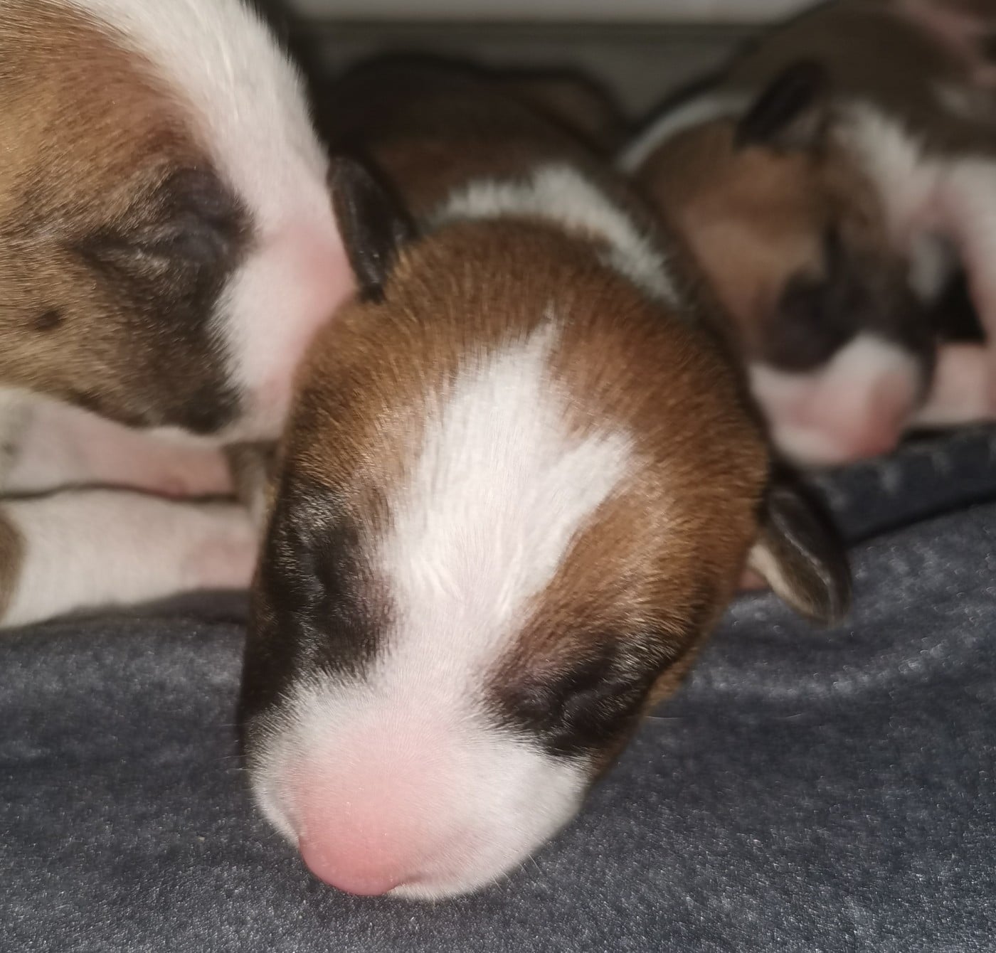 Chiot N°6
