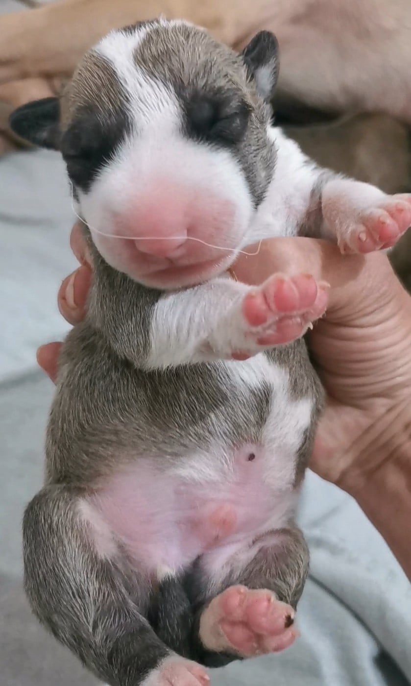 Chiot N°2