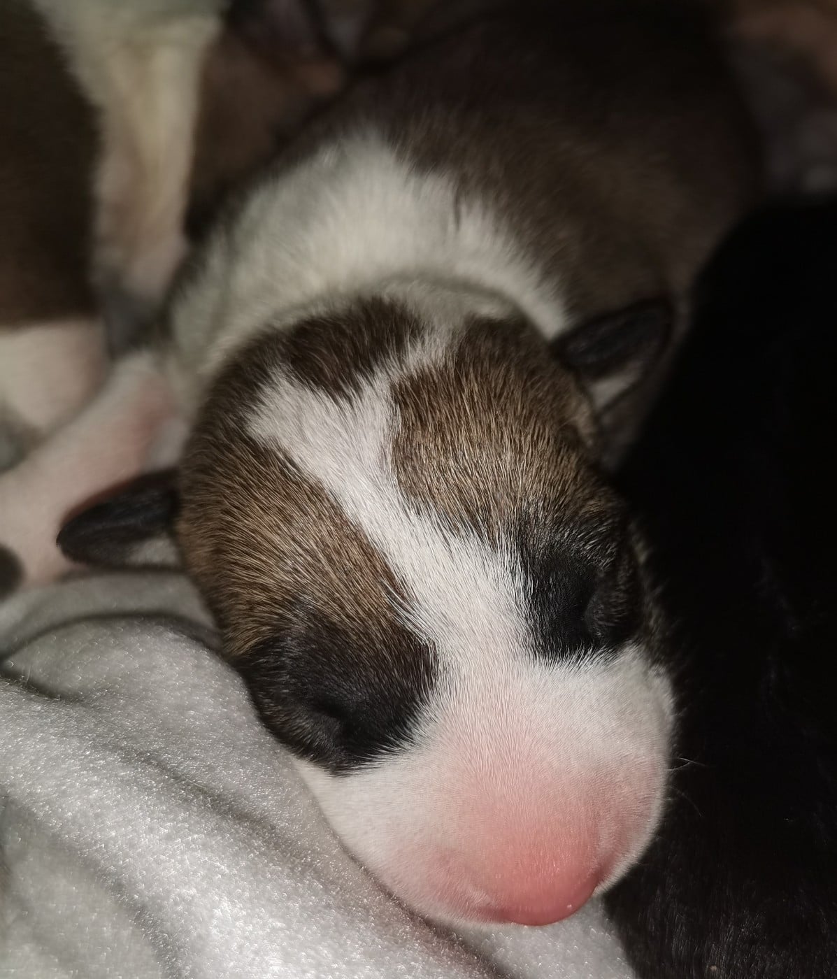 Chiot N°2
