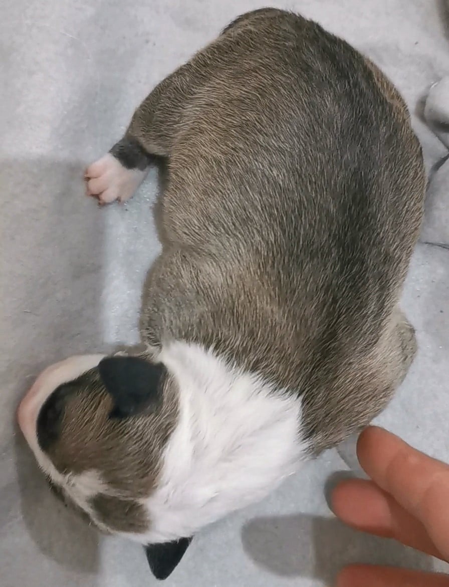 Chiot N°2