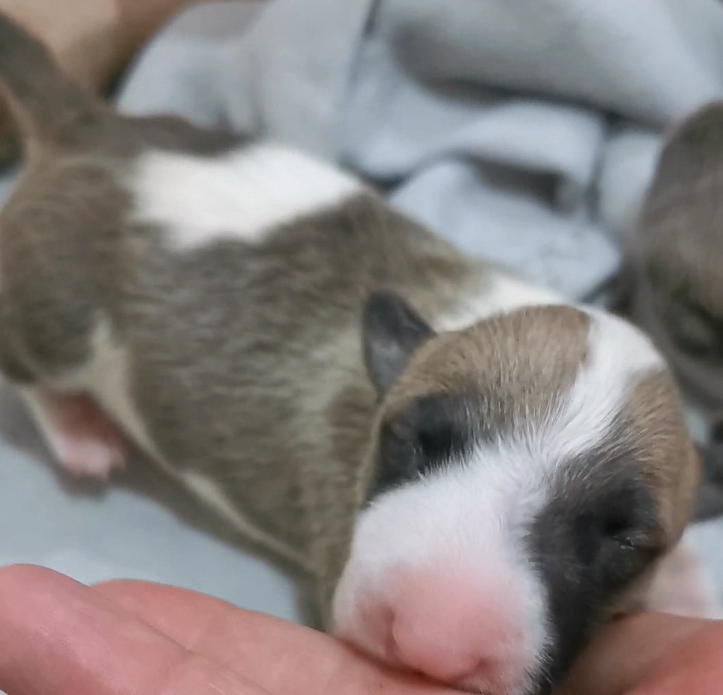 Chiot N°1
