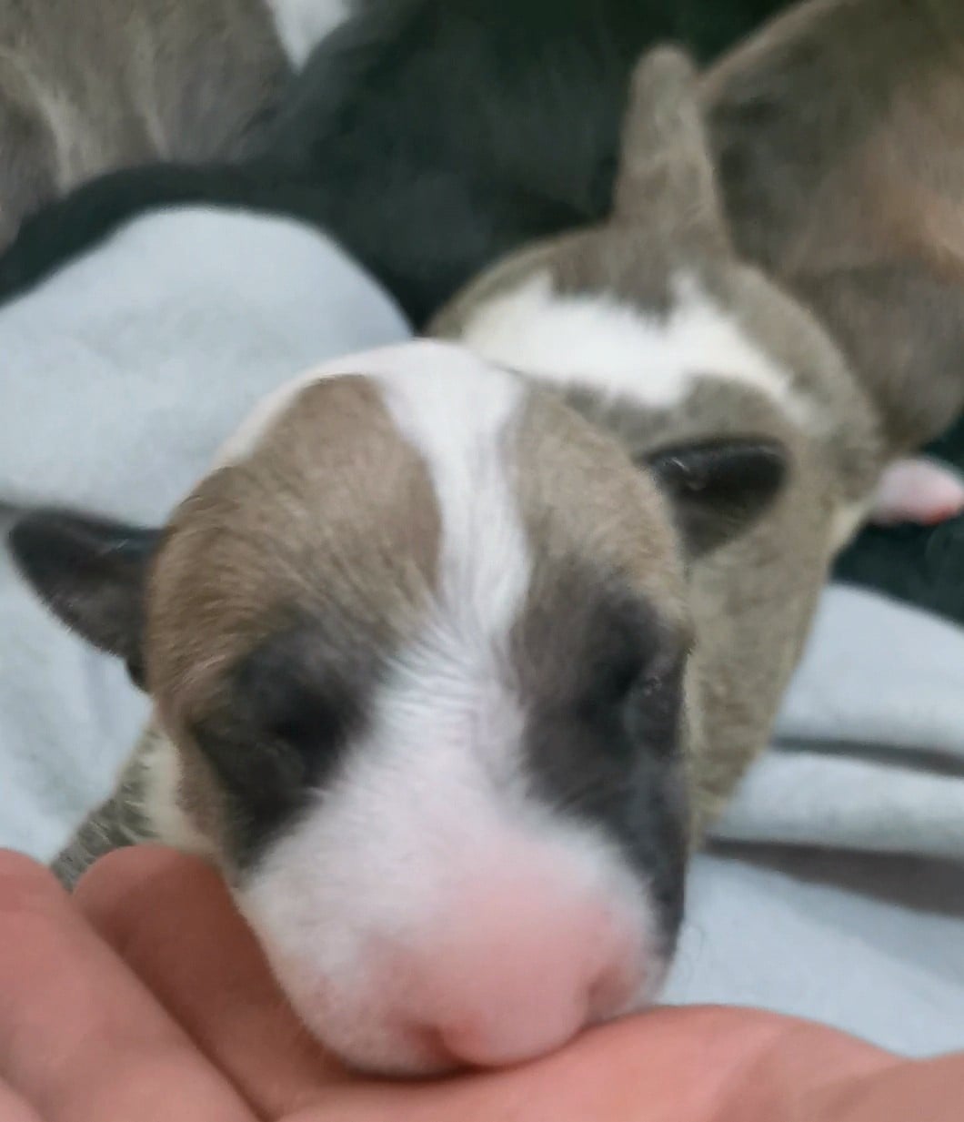 Chiot N°1