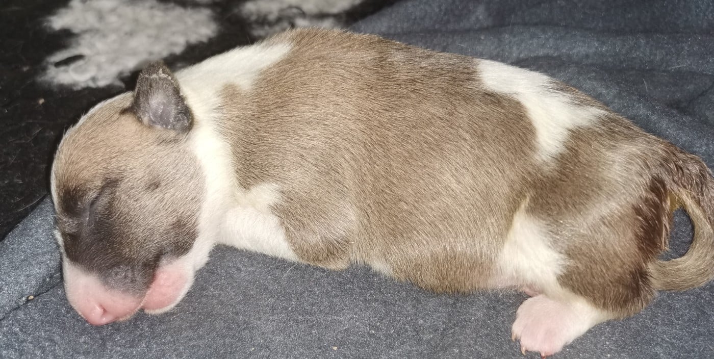 Chiot N°1