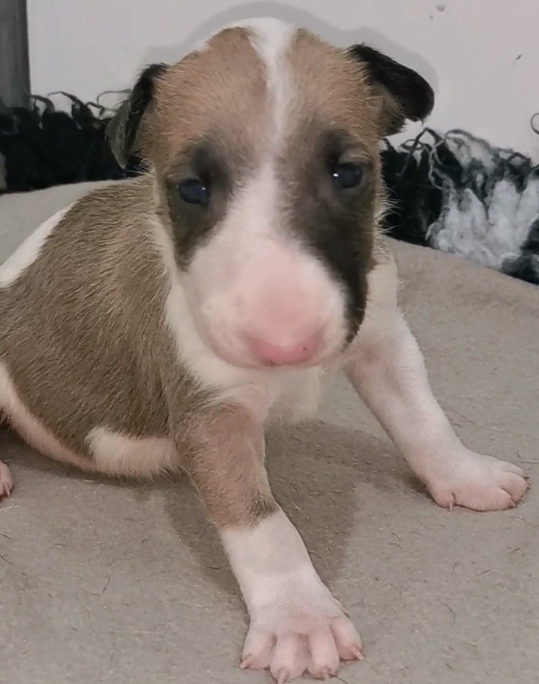 Chiot N°1