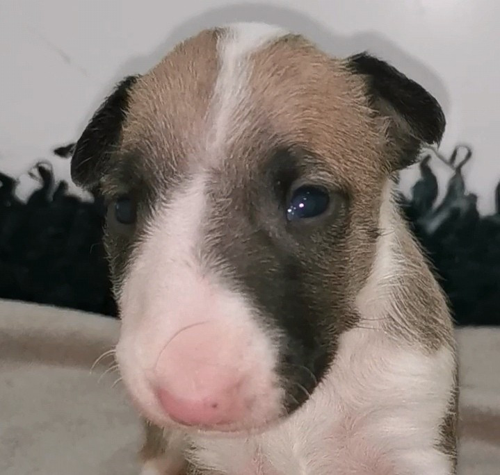 Chiot N°1