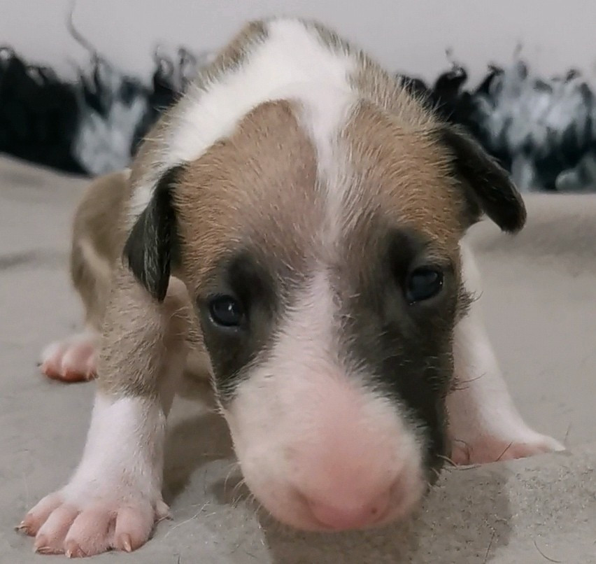 Chiot N°1