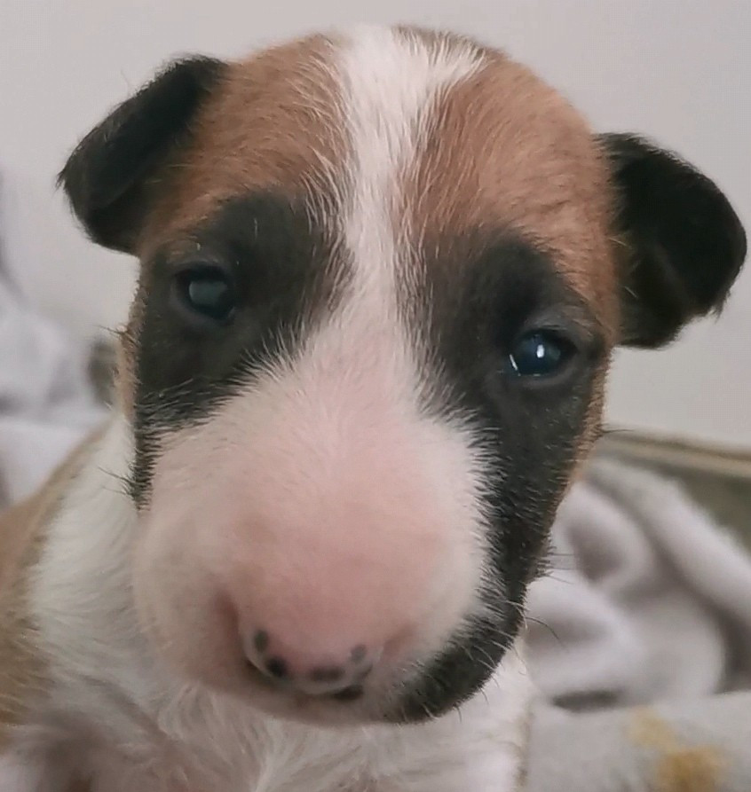 Chiot N°4