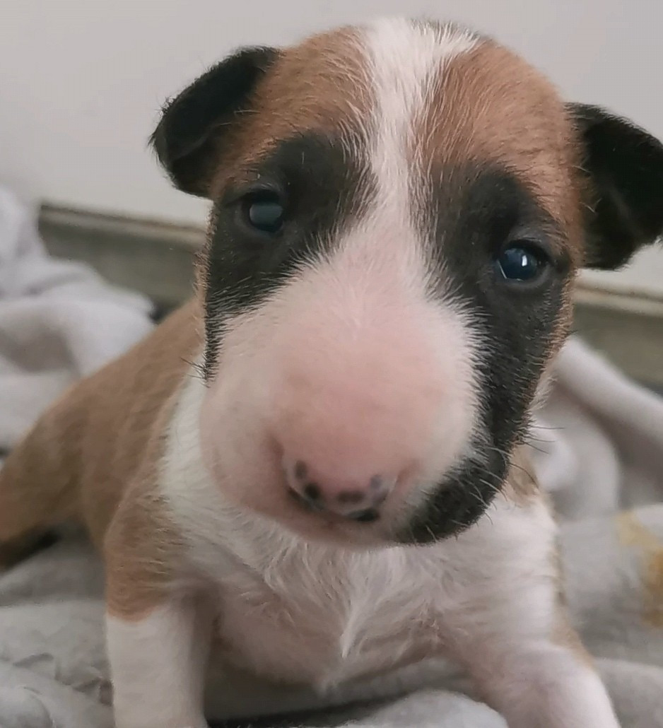 Chiot N°4