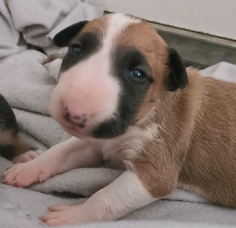 Chiot N°4
