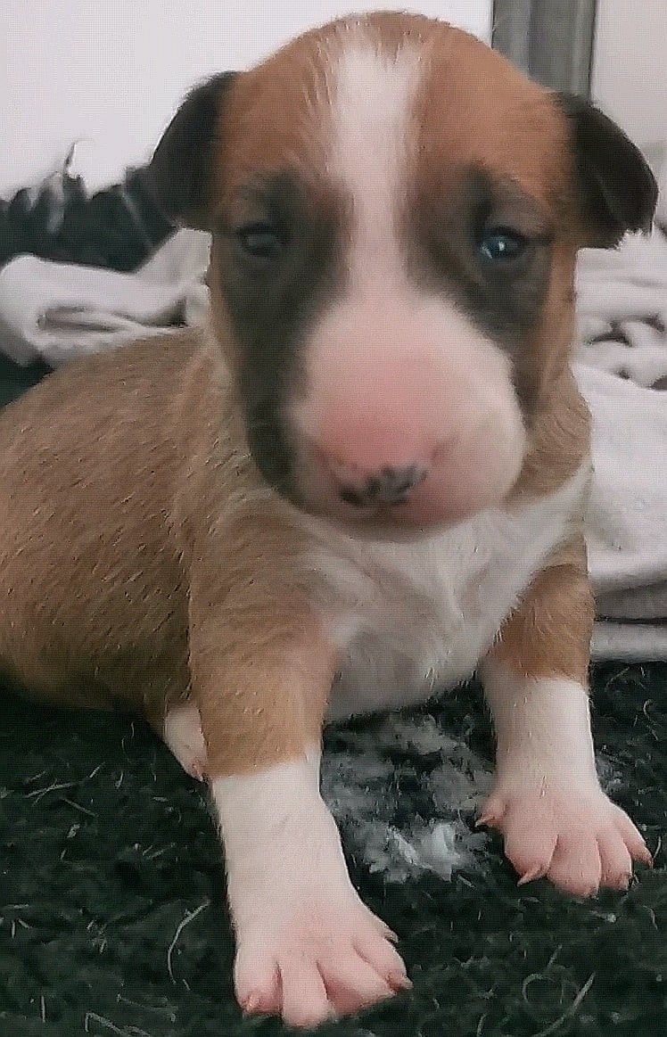 Chiot N°6
