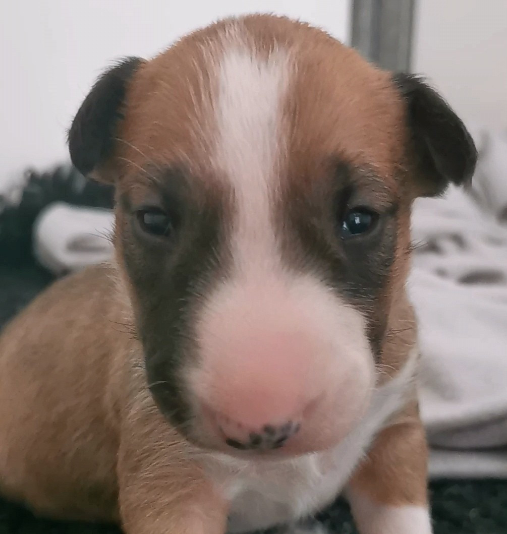 Chiot N°6