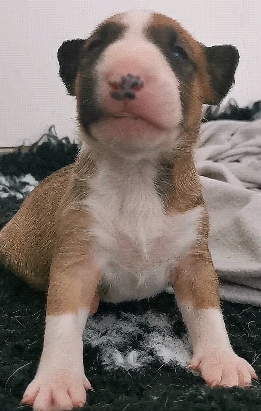 Chiot N°6
