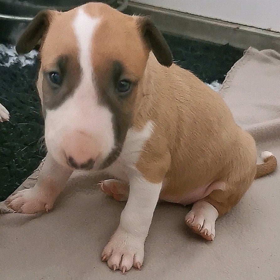 Chiot N°4