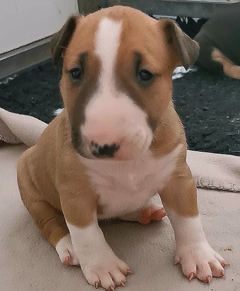 Chiot N°6