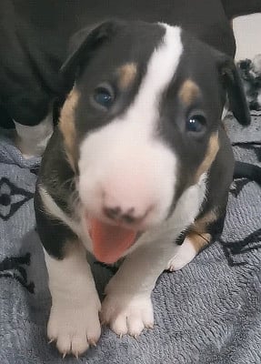 Les chiots de Bull Terrier