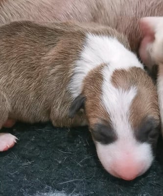 Les chiots de Bull Terrier