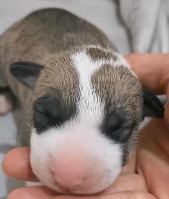 Les chiots de Bull Terrier