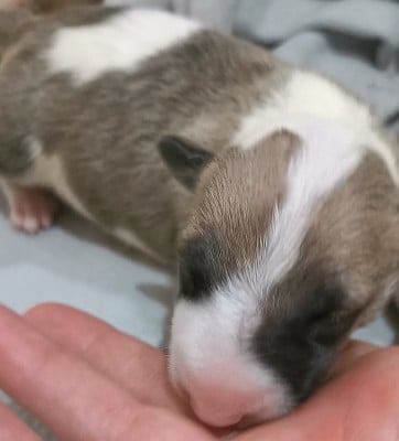 Les chiots de Bull Terrier