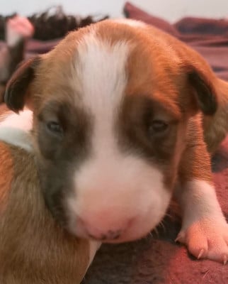 Les chiots de Bull Terrier