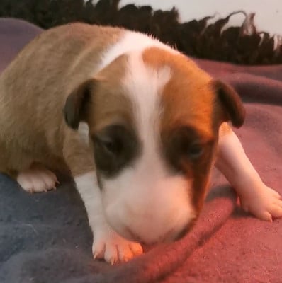 Les chiots de Bull Terrier