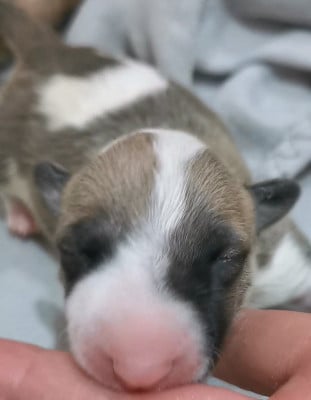 Les chiots de Bull Terrier