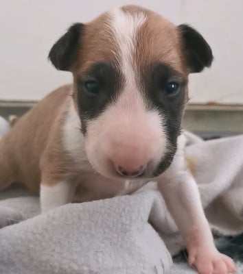 Les chiots de Bull Terrier