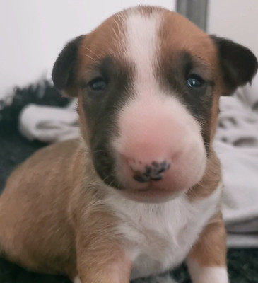 Les chiots de Bull Terrier