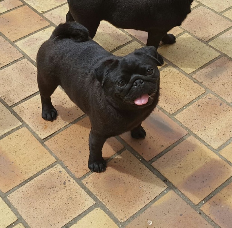 In the pocket lily De La Schumeraie