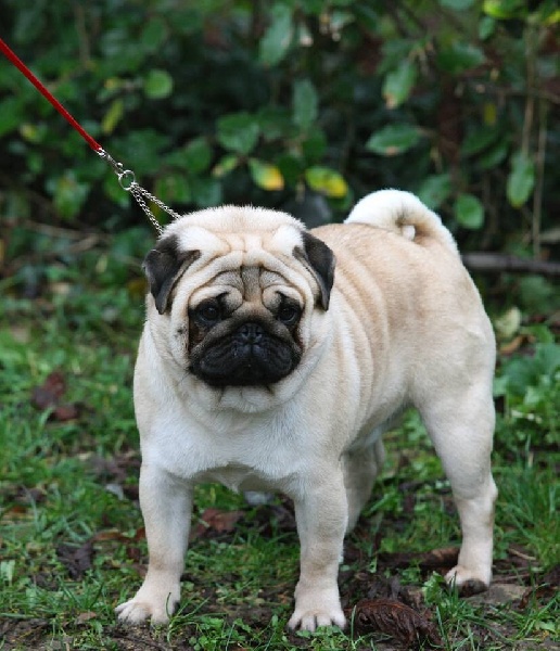 Publication : De La Schumeraie Auteur : Cécile de Cecco