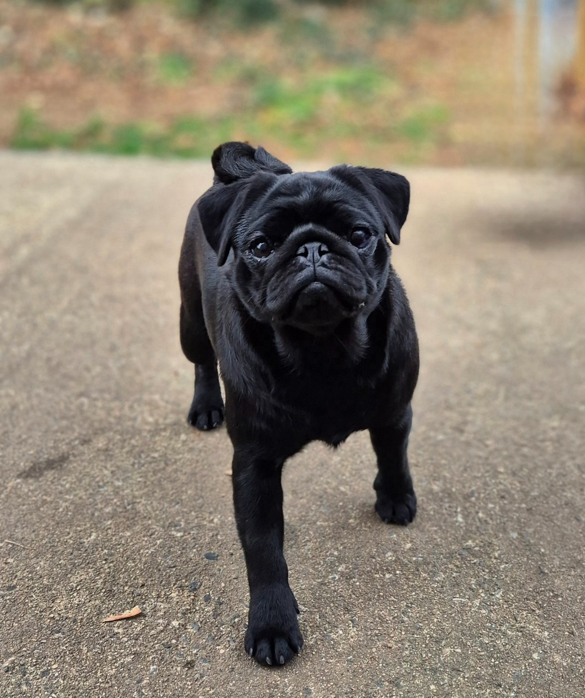 Voodoo gta De La Schumeraie