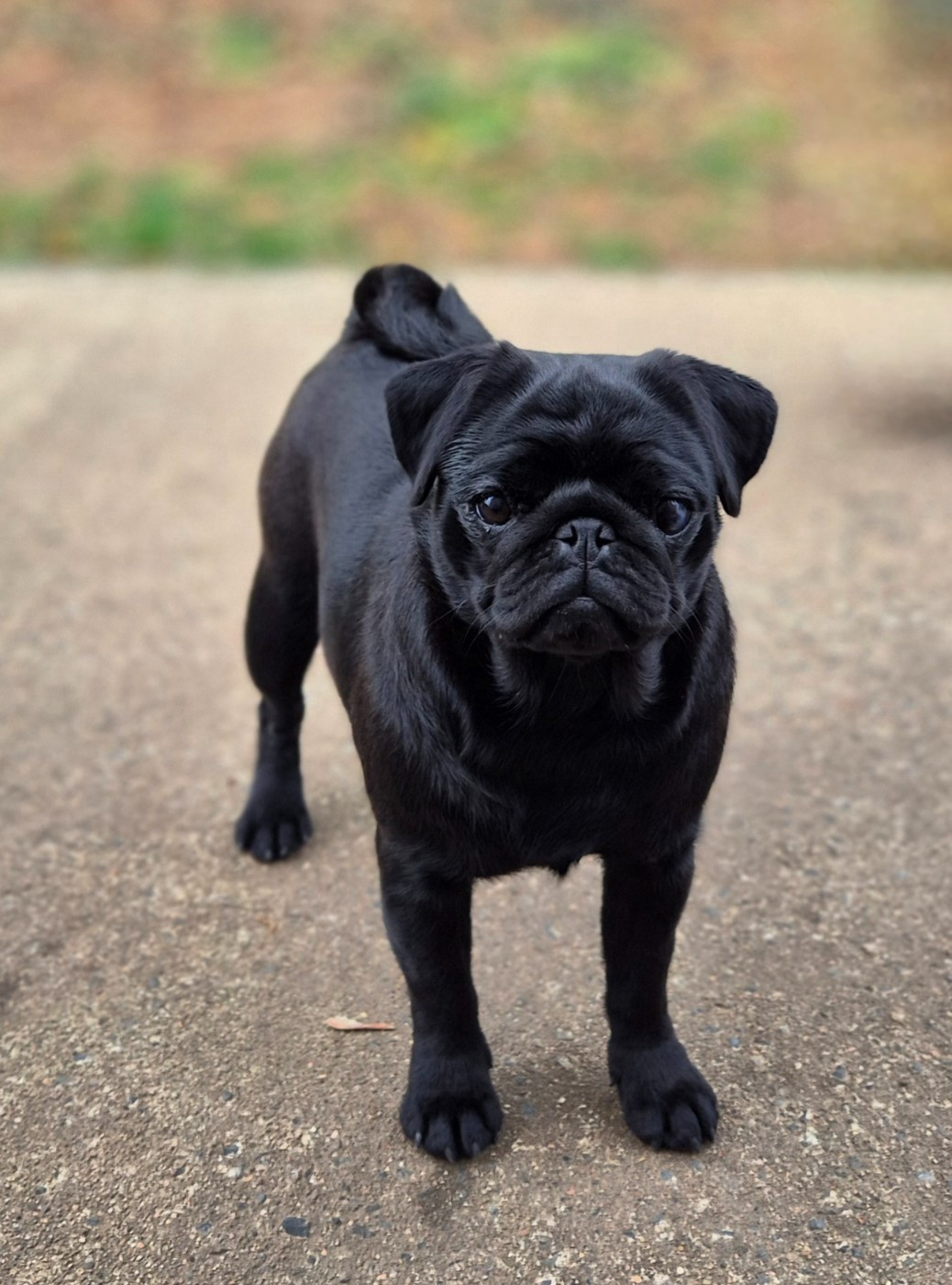 Voodoo gta De La Schumeraie