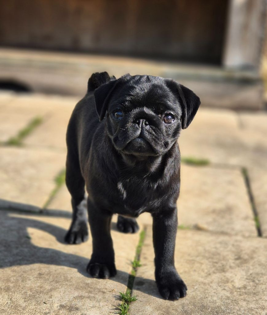 Voodoo gta De La Schumeraie