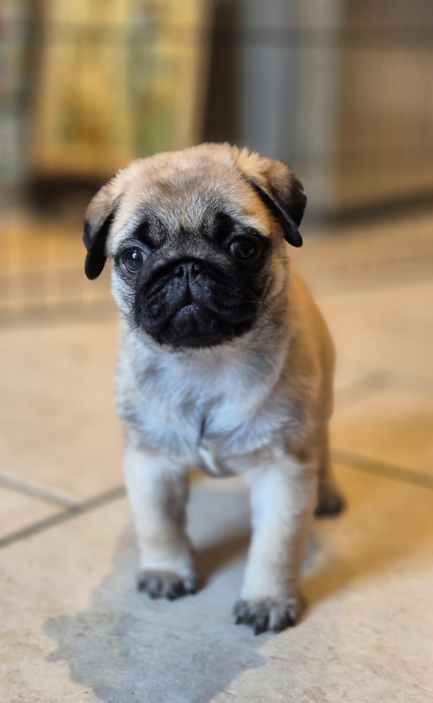 Agusta mv brutale (benoite) De La Schumeraie