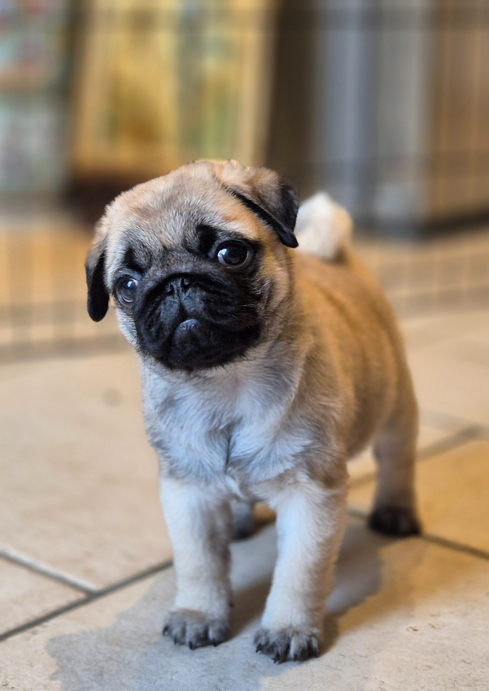 Agusta mv brutale (benoite) De La Schumeraie