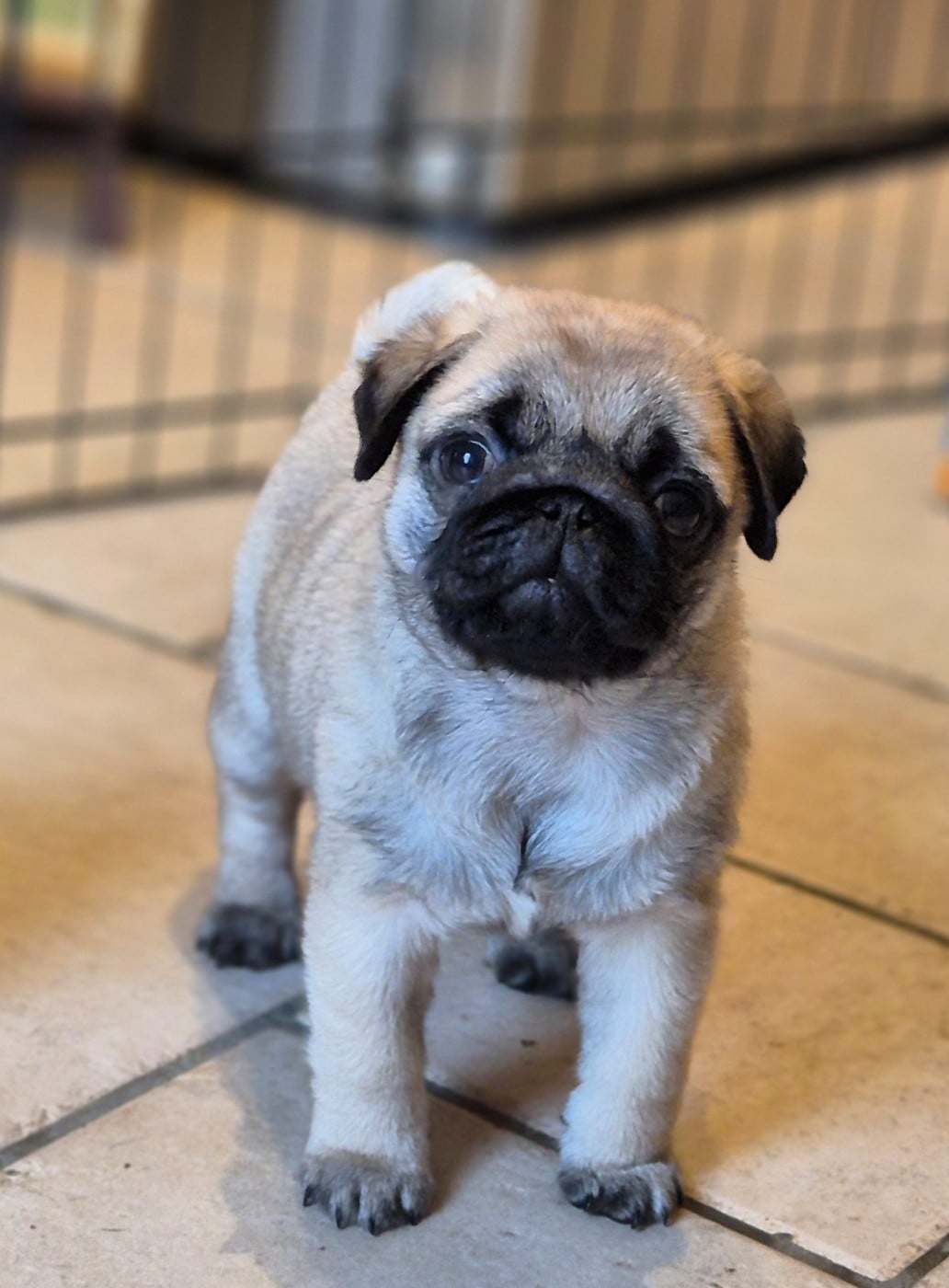 Agusta mv brutale (benoite) De La Schumeraie