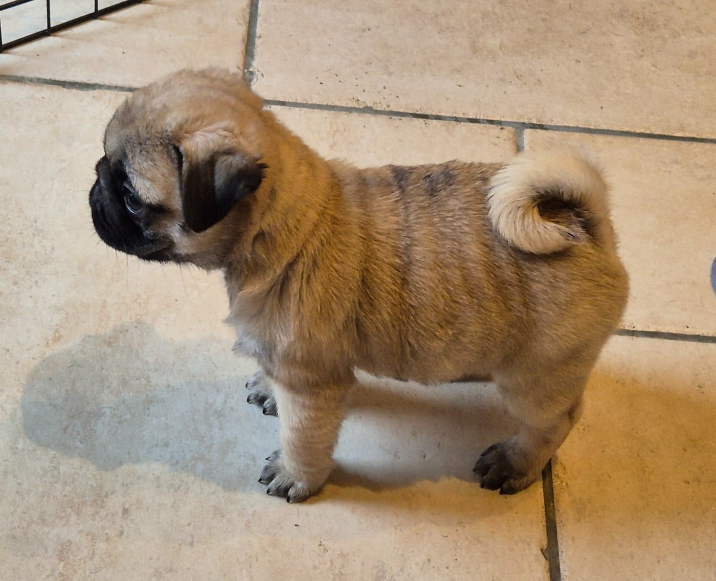 Agusta mv brutale (benoite) De La Schumeraie