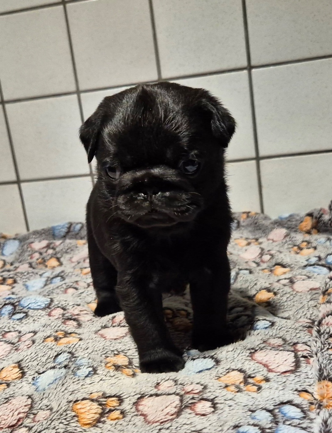 Aero Bull De La Schumeraie