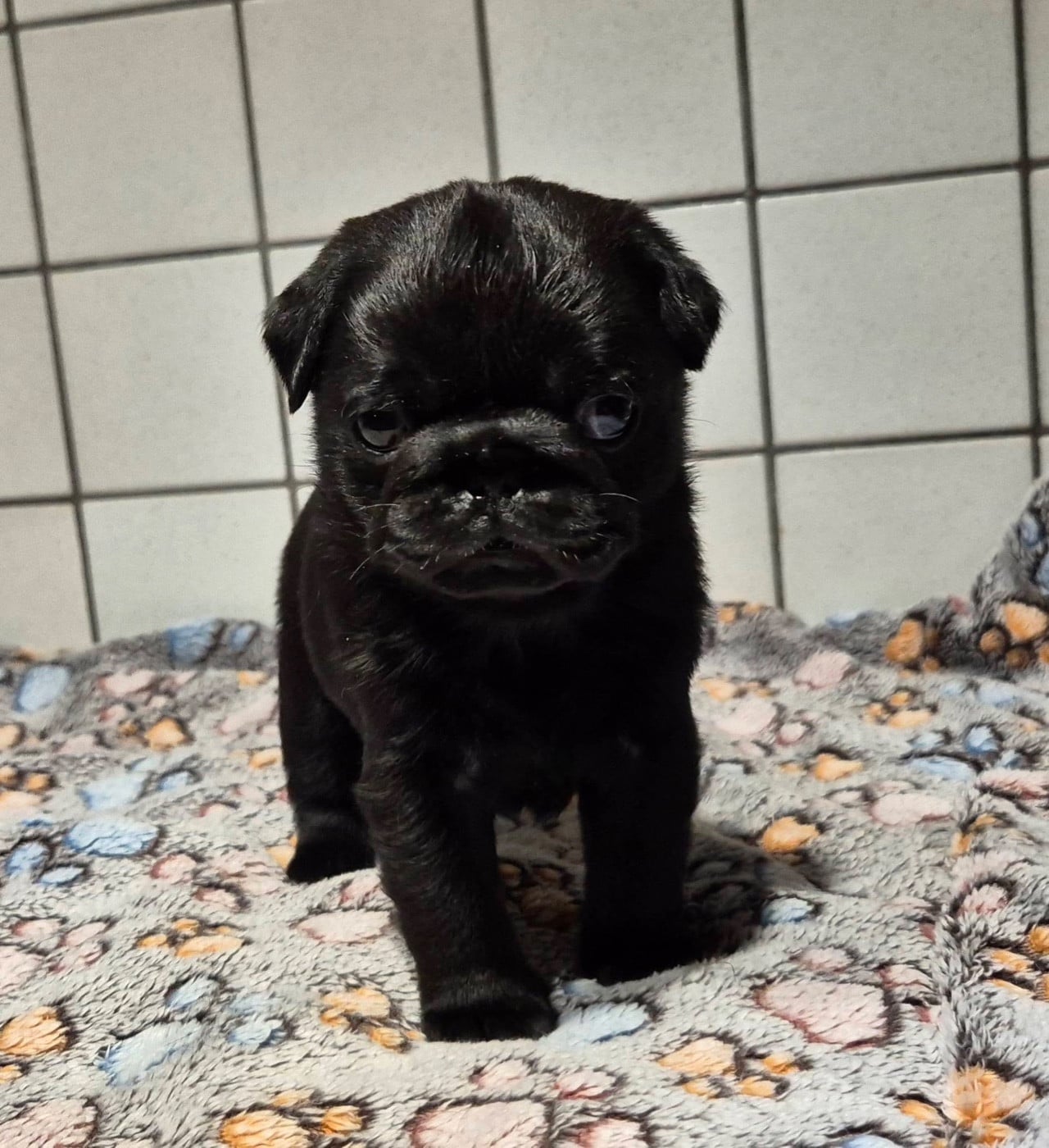 Aero Bull De La Schumeraie