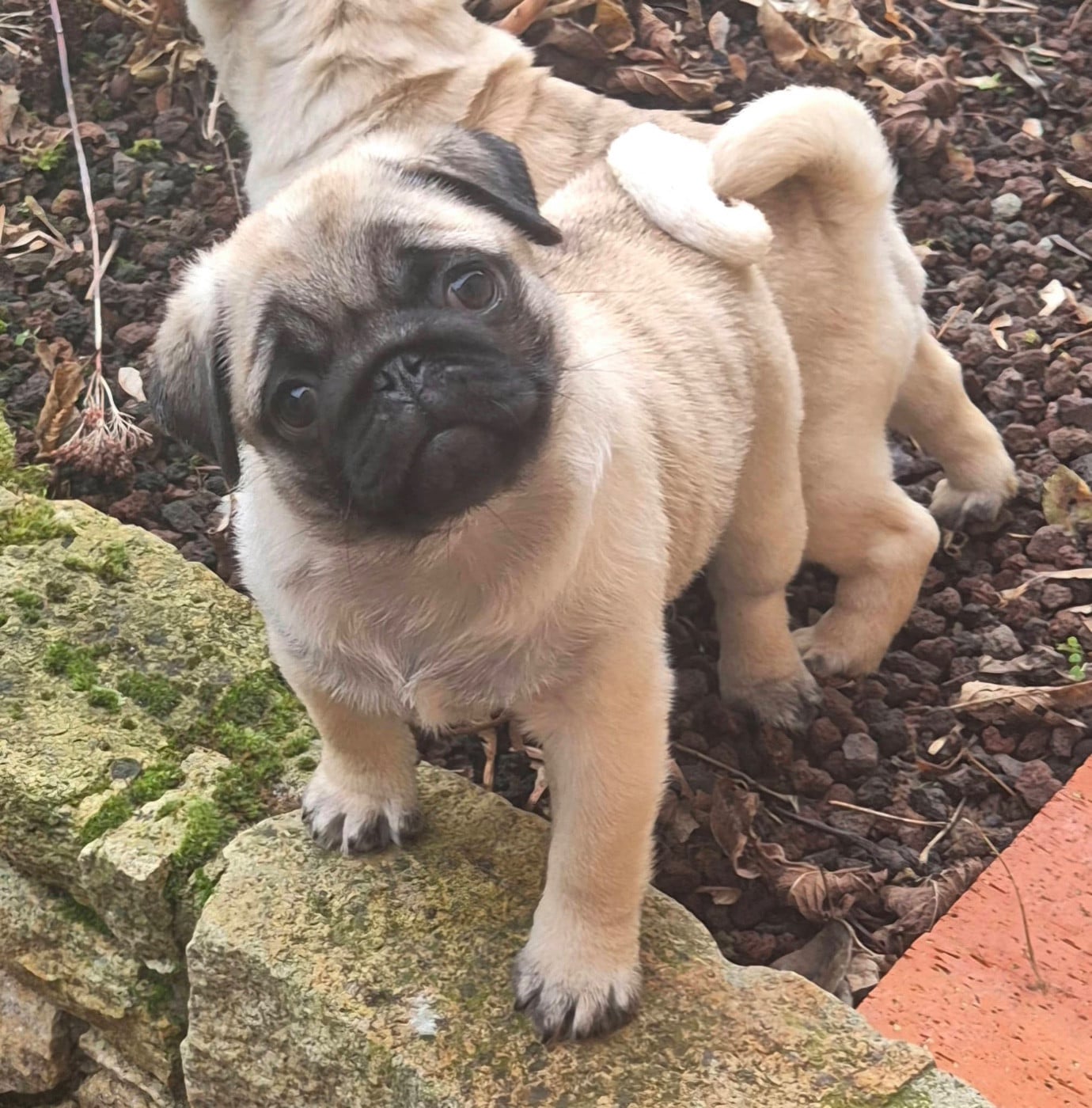 Agusta mv brutale (benoite) De La Schumeraie